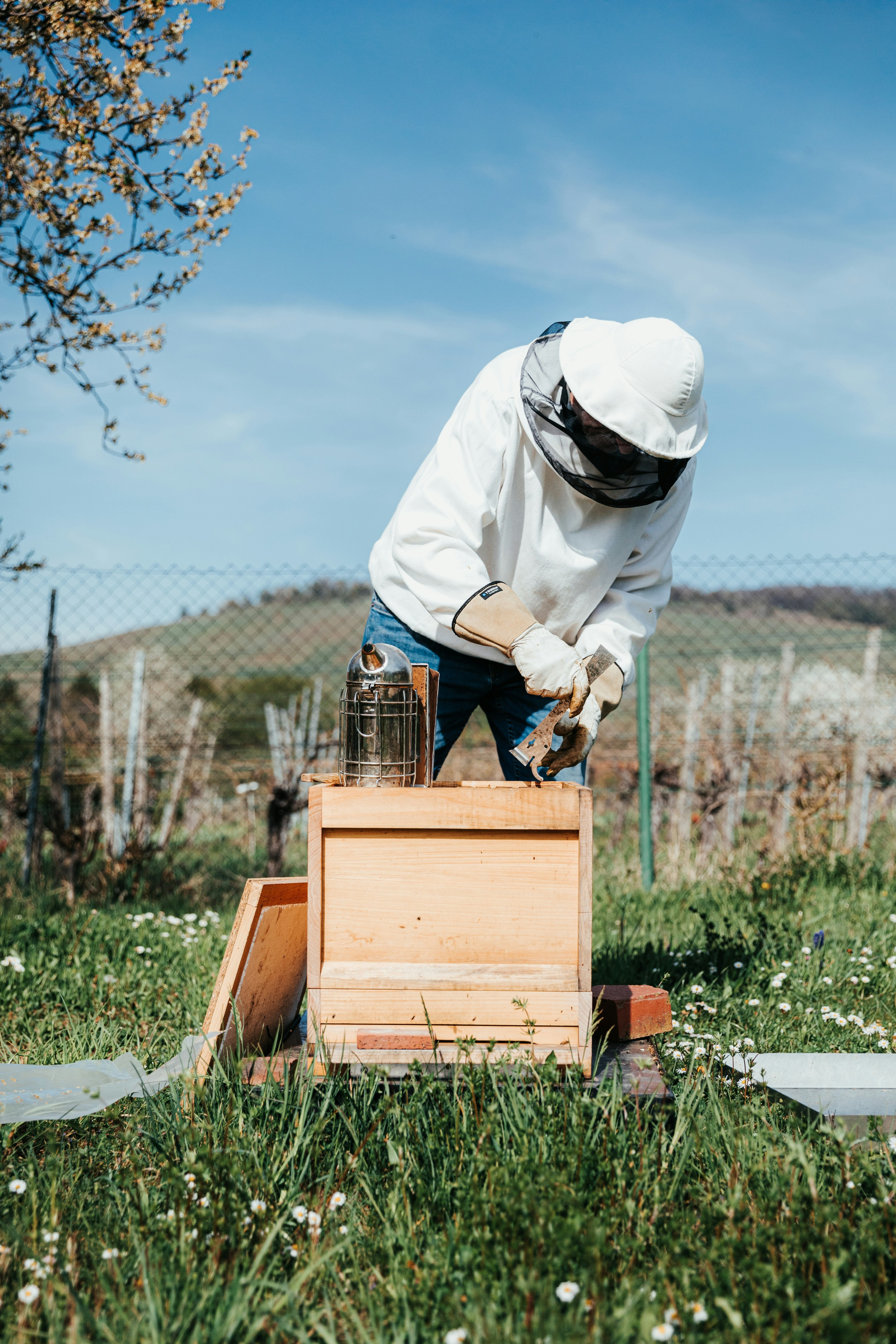 bees beekeeping